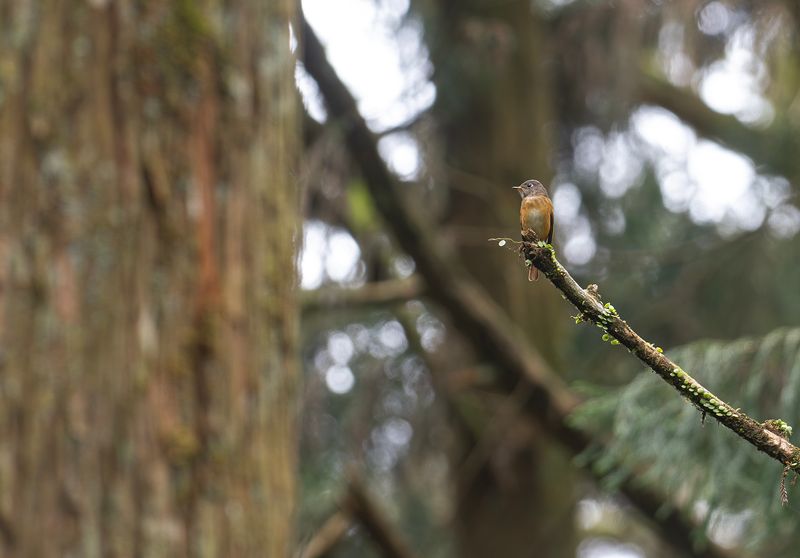Rostflugsnappare - Ferruginous flycatcher.jpg