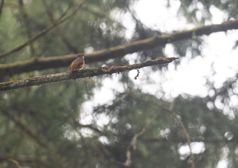 Rostflugsnappare 2 - Ferruginous flycatcher.jpg