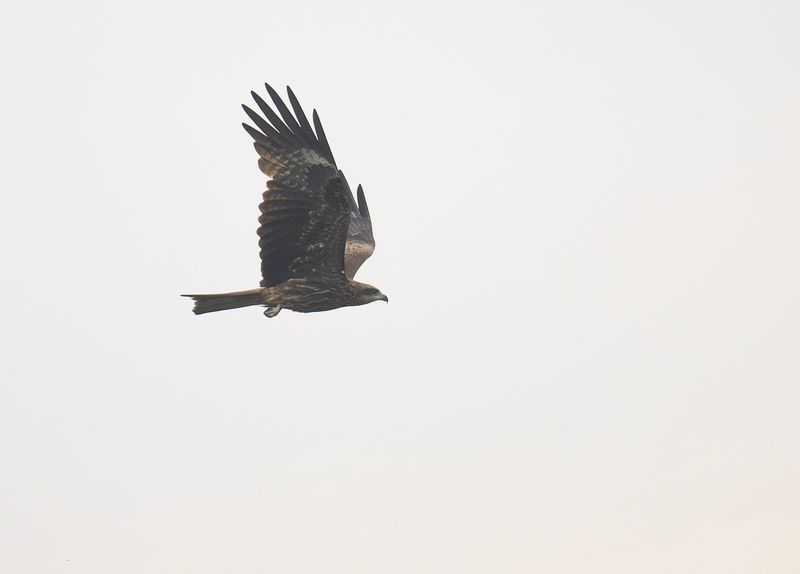 Brun glada - Black kite.jpg