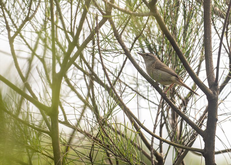 Japansk cettia - Japanese bush warbler.jpg
