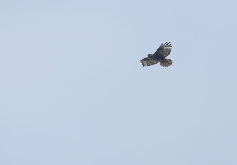 Orientvrk - Eastern buzzard.jpg