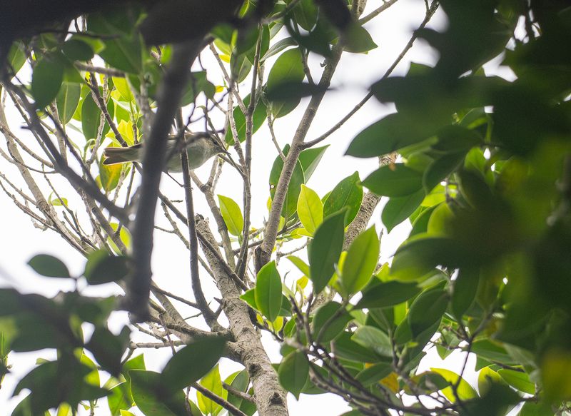 Tajgasngare - Yellow-browed warbler .jpg