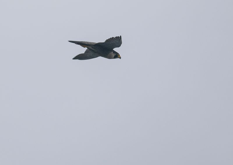 Pilgrimsfalk - Eastern Peregrine Falcon Falco peregrinus ssp. japonensis .jpg