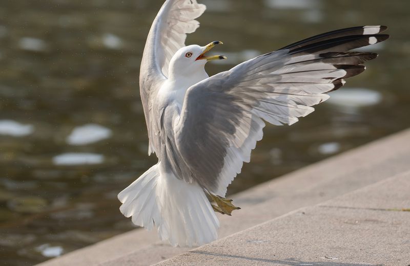 Ringnbbad ms - Ring-billed Gull - Kungstrdgrden, Sthlms City