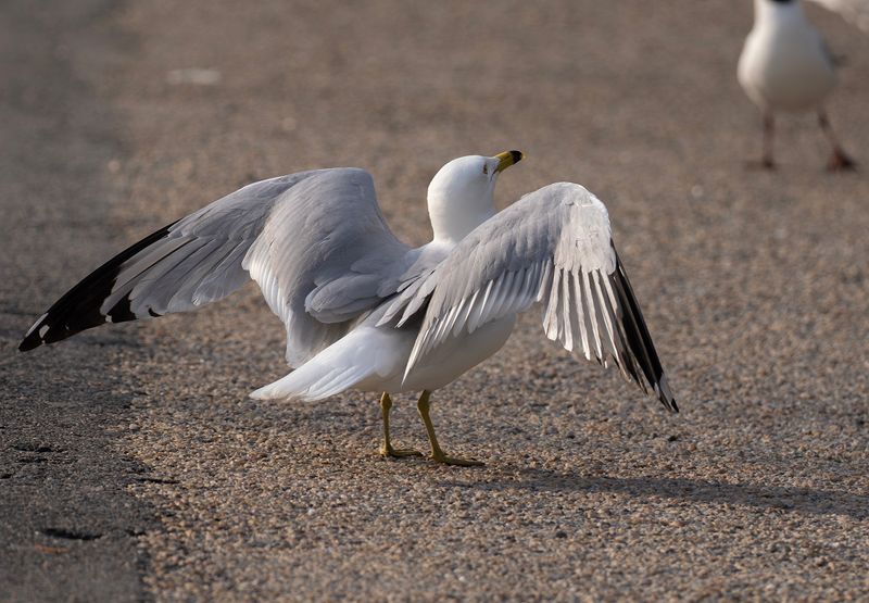 Ringnbbad ms - Ring-billed Gull - Kungstrdgrden, Sthlms City