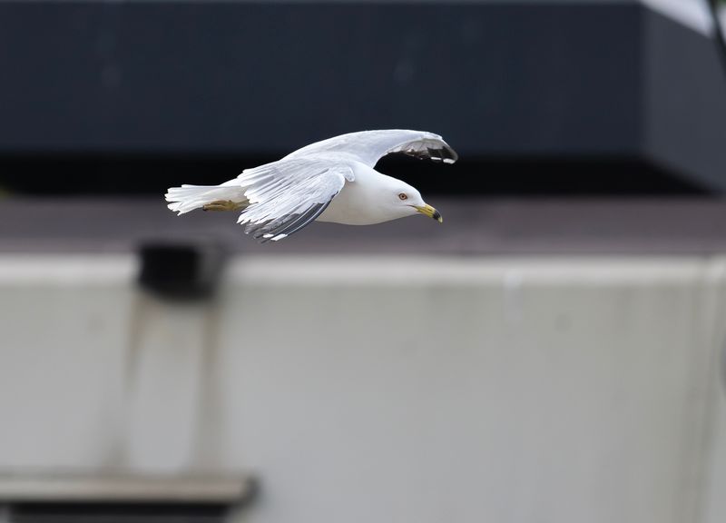 Ringnbbad ms - Ring-billed Gull - Kungstrdgrden, Sthlms City