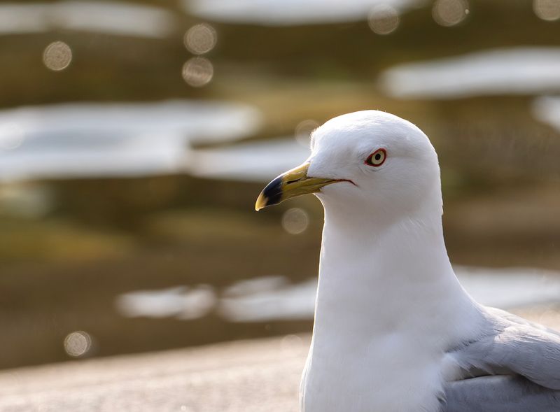 Ringnbbad ms - Ring-billed Gull - Kungstrdgrden, Sthlms City