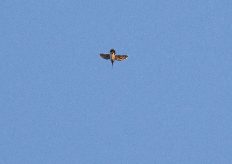 Amerikansk beckasin - Wilson's snipe - Kungsskogshyttan, Kungsskogen