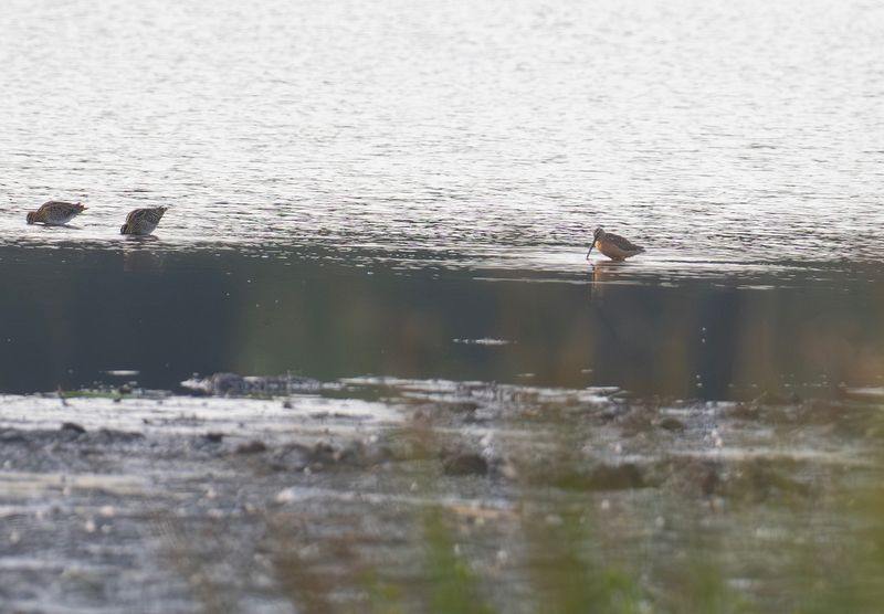 större beckasinsnäppa.jpg