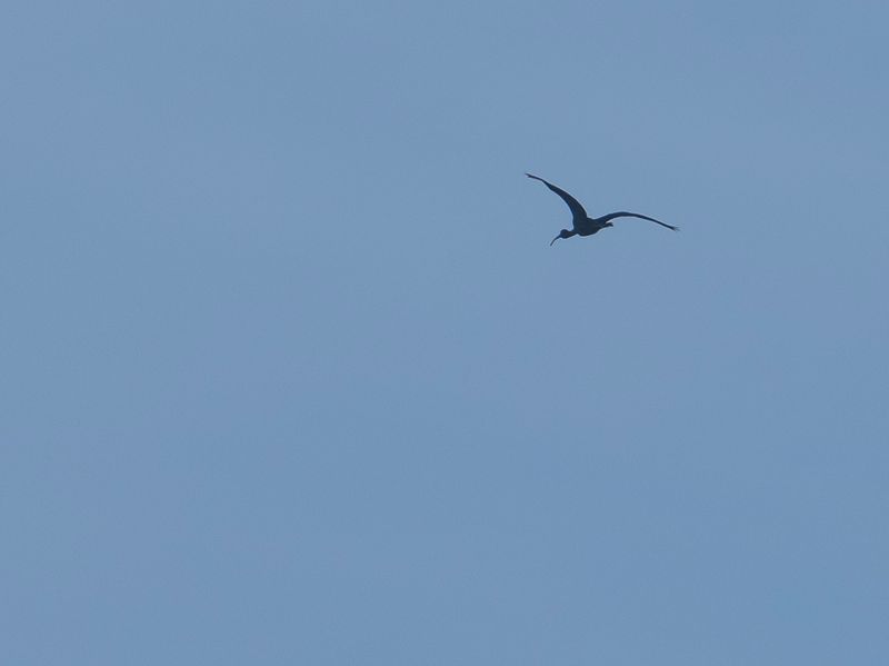 bronsibis flygande.jpg