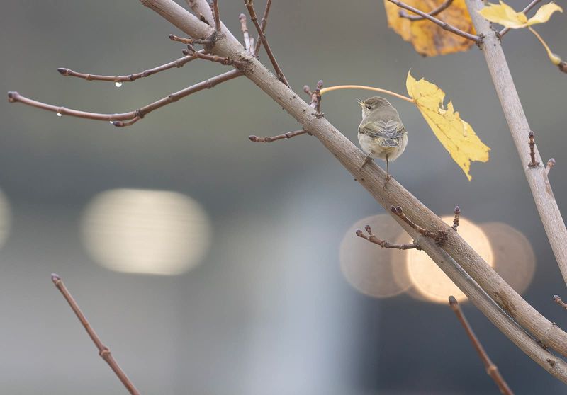 gransångare Årstafältet