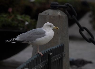 g13/60/809460/3/173257435.a89d137c.JPEG