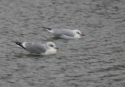 fiskmås Tanto