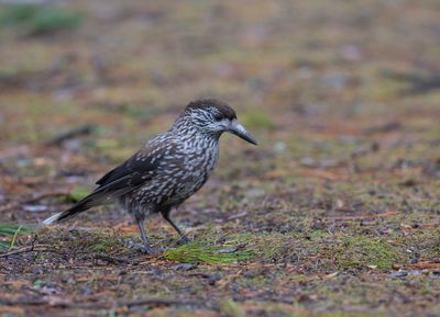 smalnäbbad nötkråka Triangelparken Enskede