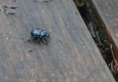 skogstordyvel Follbrinksströmmen Tyresö