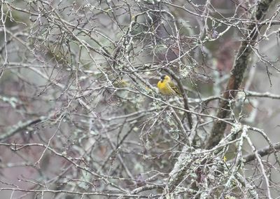 grönsiska Follbrinksströmmen Tyresö