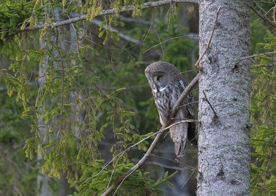 Lappuggla Värmdö