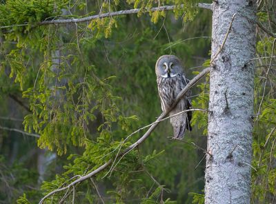 Lappuggla Värmdö