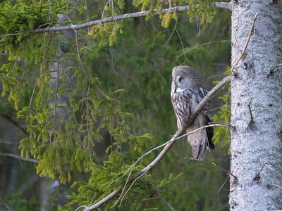 Lappuggla Värmdö