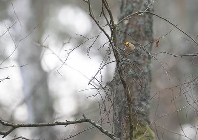 Kungsfågel, Isbladskärret
