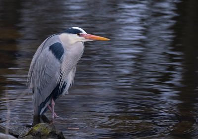 Gråhäger, Djurgårdsbrunn