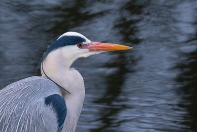 Gråhäger, Djurgårdsbrunn