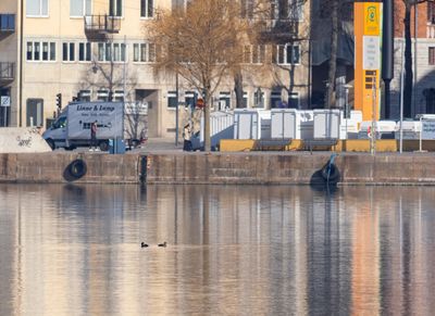 sjöorrar Riddarfjärden