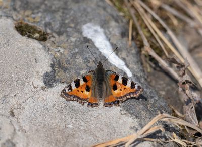nässelfjäril Ågesta
