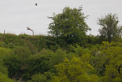kungsrn Fyledalen.jpg