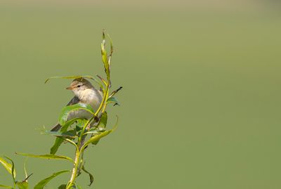 lvsngare Hslvs ngar.jpg