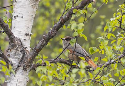 lavskrika Laurivaara V Masugnsbyn - Torne lappmark