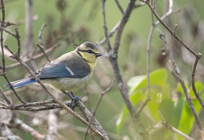 Blmes - Sngbergstorpet