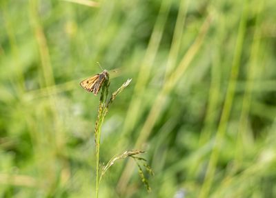 Svartflckig glanssmygare Sngbergstorpet