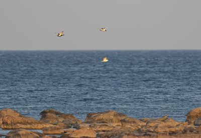 rödhuvad dykand, Sydudden, Utlängan
