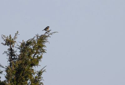 svarthakad buskskvätta adult hane, Arnorlds, Utlängan
