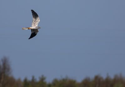ängshök, adult hane, Sydudden, Utlängan