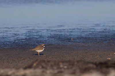 mindre strandpipare, Sydudden, Utlängan