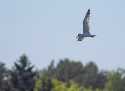 skräntärna djurö