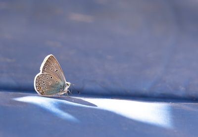 silverblvinge offersjn 