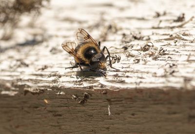 Humleblomfluga Offersjn