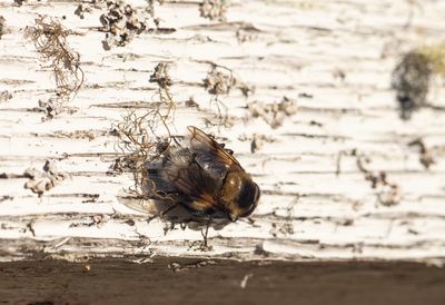 Humleblomfluga Offersjn