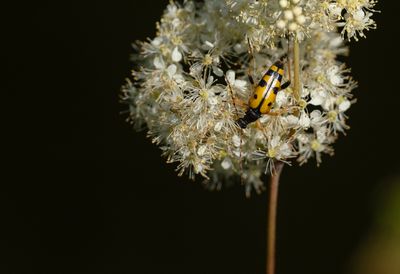 flckig blombock 