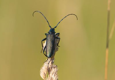 myskbock 