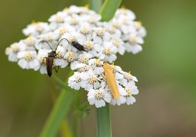 Ockragul lavspinnare