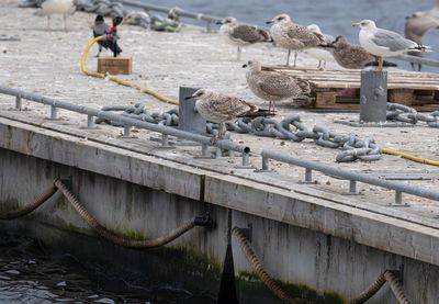 kaspisk trut slussen.jpg