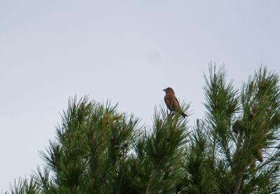 birds in mallorca 09