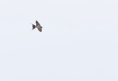 g13/60/809460/3/175376199.c5983d2a.JPEG