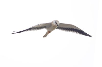TAIWAN Birdtrip 2025                       