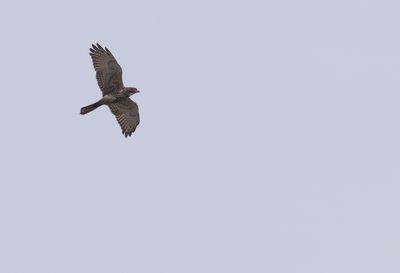 g13/60/809460/3/175378113.a3083e64.JPEG