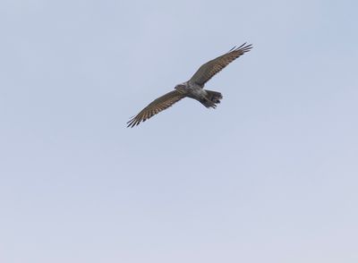 g13/60/809460/3/175378153.52f1338c.JPEG